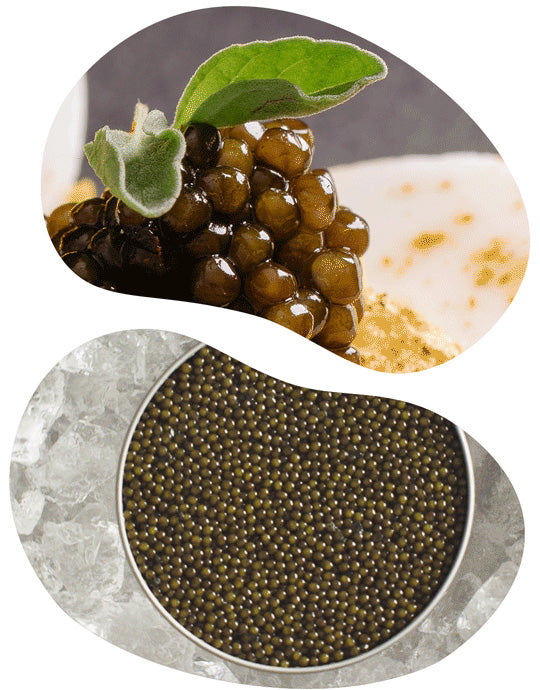 opening kaluga hybrid caviar
